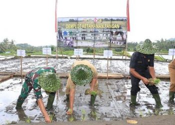 Pangdam IX/Udayana Bersama Bupati Giayar Menanam Padi Bersama