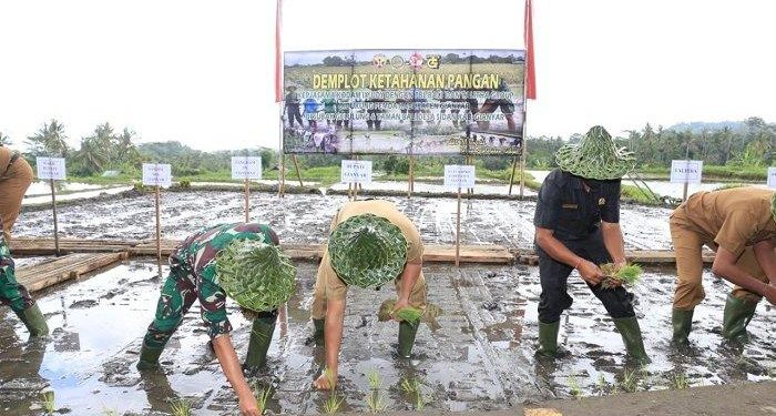 Pangdam IX/Udayana Bersama Bupati Giayar Menanam Padi Bersama