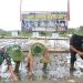 Pangdam IX/Udayana Bersama Bupati Giayar Menanam Padi Bersama