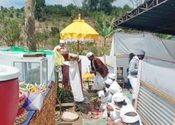 Setelah DiPangkas, Pohon Nangka Dapat Mengeluarkan Air