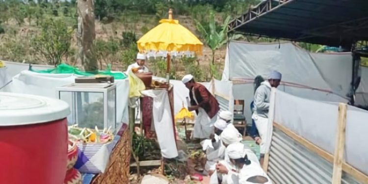 Setelah DiPangkas, Pohon Nangka Dapat Mengeluarkan Air