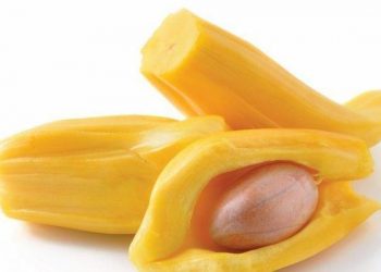 Manfaat Biji Nangka Bagi Kesehan Tubuh