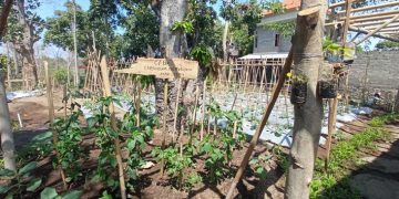 Ditengah Pandemi, Warga Desa Jinengdalem Manfaatkan Lahan Tak Produktif Dan Teknologi Perawatan Tanaman Untuk Ketahanan Pangan
