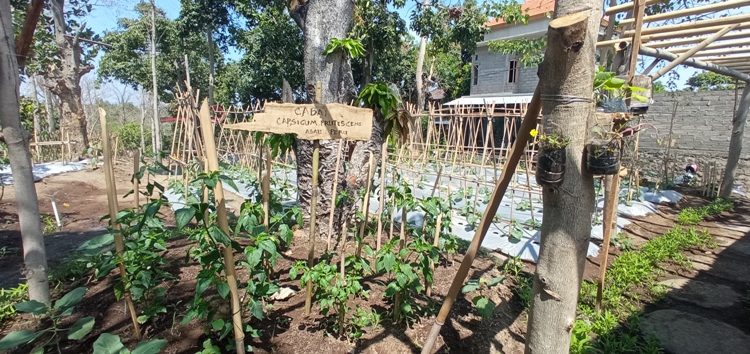Ditengah Pandemi, Warga Desa Jinengdalem Manfaatkan Lahan Tak Produktif Dan Teknologi Perawatan Tanaman Untuk Ketahanan Pangan