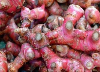 3 Manfaat Jahe Merah untuk Redakan Gangguan Lambung