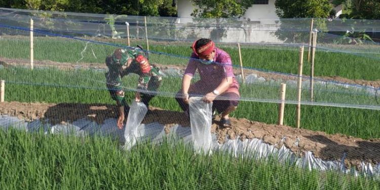 Pemkab Buleleng  Kembangakan Mina Padi Untuk Produktivitas Pertanian