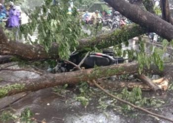 Pohon Tumbang Akibat Angin Kencang , Satu Pengendara Motor Tewas