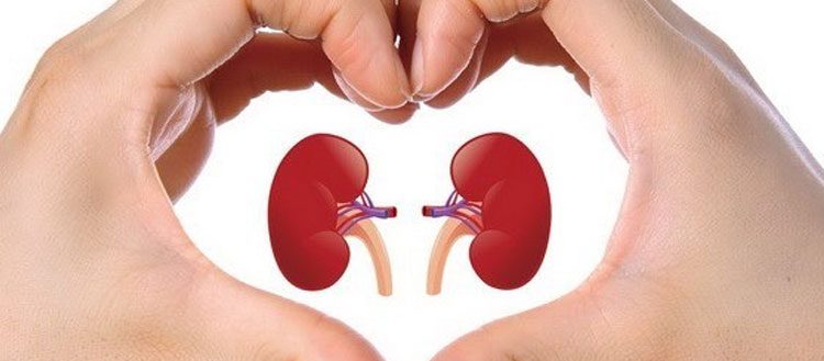 Berikut Ini Beberapa Jenis Makanan Untuk Kesehatan Ginjal