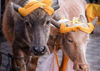Filosofi Tumpek Kandang ( Uye ) & Hubungannya dengan Binatang