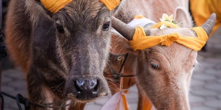 Filosofi Tumpek Kandang ( Uye ) & Hubungannya dengan Binatang