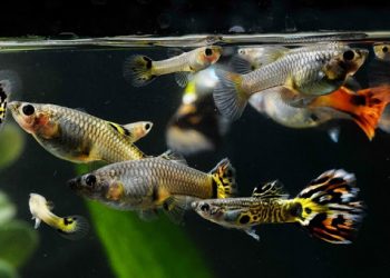 Fenomena Hobi Ikan Hias di Tengah Pandemi