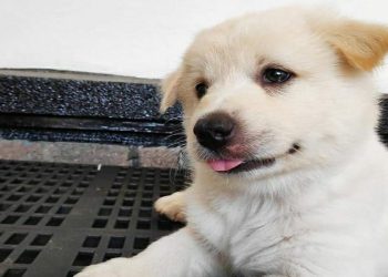 Peminat Anjing Kintamani Meningkat, Harga Pasaran Dari 1,5 juta