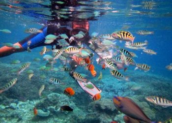 Buat Kamu Pecinta Snorkeling, ini dia 4 Wisata Bawah Laut Di Bali
