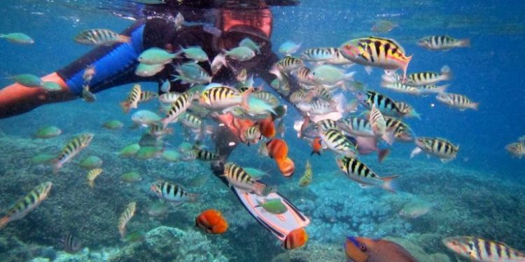 Buat Kamu Pecinta Snorkeling, ini dia 4 Wisata Bawah Laut Di Bali