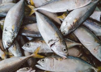 Sederhana & Enak, Berikut Ini Berbagai Resep Unik Ikan Tongkol