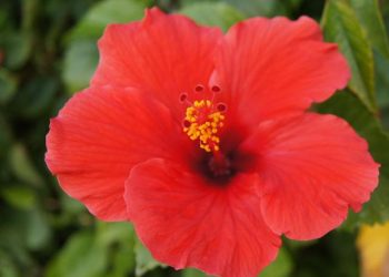 4 Cara Merawat Tanaman Hias Kembang Sepatu Di Rumah