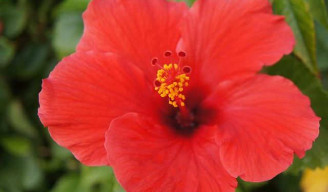 4 Cara Merawat Tanaman Hias Kembang Sepatu Di Rumah