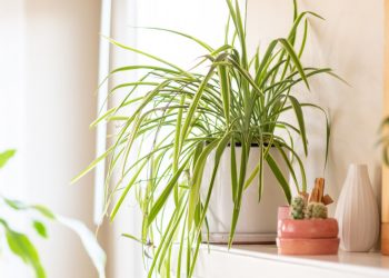 Buat Kalian Para Pemula, Berikut Ini Tanaman Hias Yang Bisa Kalian Coba