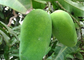 Miliki Banyak Vitamin, Berikut Ini Manfaat Buah Mangaa Bagi Ibu Hamil