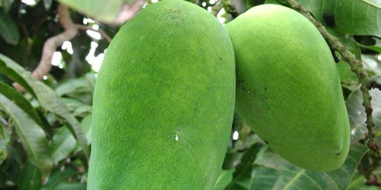 Miliki Banyak Vitamin, Berikut Ini Manfaat Buah Mangaa Bagi Ibu Hamil