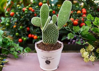 Cocok Untuk Indoor, Berikut  5 Tanaman Hias Bisa Kalian Coba Di Ruangan