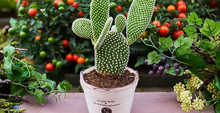 Cocok Untuk Indoor, Berikut  5 Tanaman Hias Bisa Kalian Coba Di Ruangan