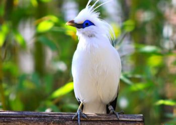 Hanya Mendiami Daerah Tertentu, Berikut 5 Hewan Endemik Di Bali