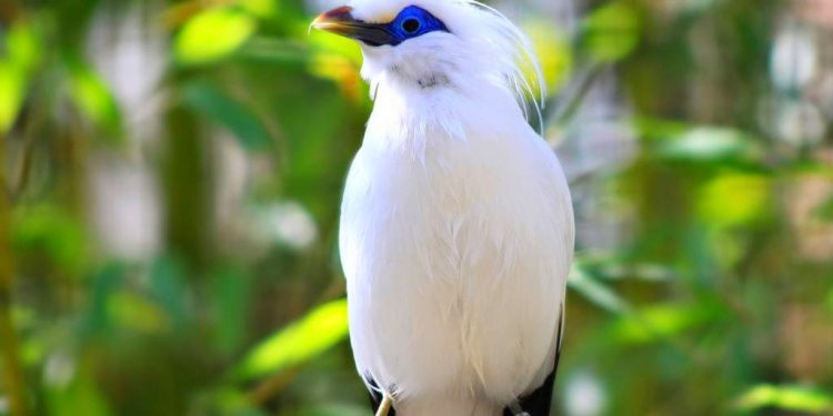 Hanya Mendiami Daerah Tertentu, Berikut 5 Hewan Endemik Di Bali