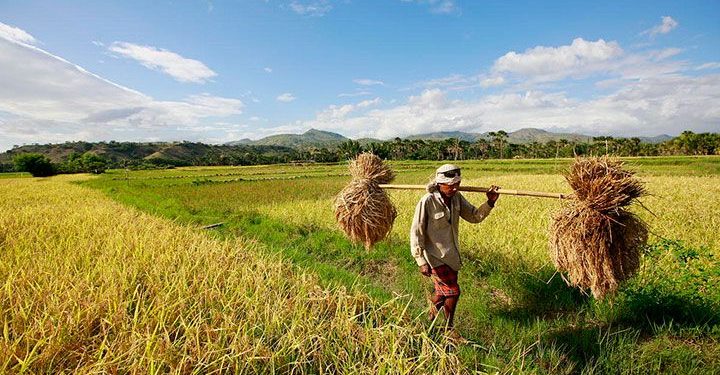 Hari Agraria Nasional, Berikut Fakta Sejarah Pertanian Di Indonesia Yang Wajib Kalian Ketahui