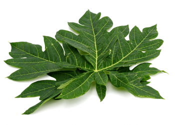 3 Resep Praktis Dan Enak Berbahan Daun Pepaya