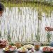 Ngopi di Sawah Bogor, Tawarkan Sensasi Makan Lesehan di Tepi Sawah