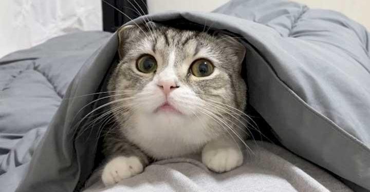 Jepang Punya Hari Kucing Nasional, Nyan Nyan Nyan Namanya