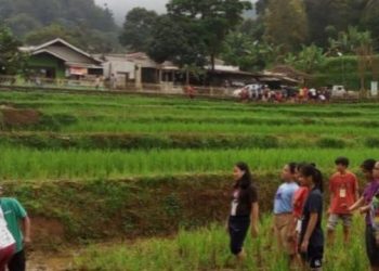 Belajar Menanam Padi di Desa Wisata Cilember