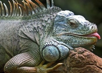 Iguana Mengidap Gula Darah Tinggi Gara-Gara Ulah Turis