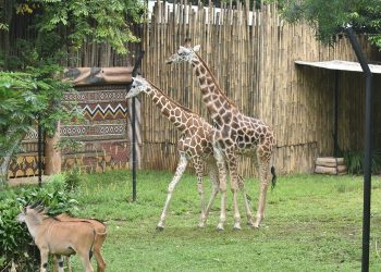 Jam Buka dan Harga Tiket Kebun Binatang Bandung Terbaru