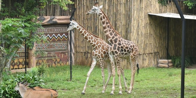 Jam Buka dan Harga Tiket Kebun Binatang Bandung Terbaru