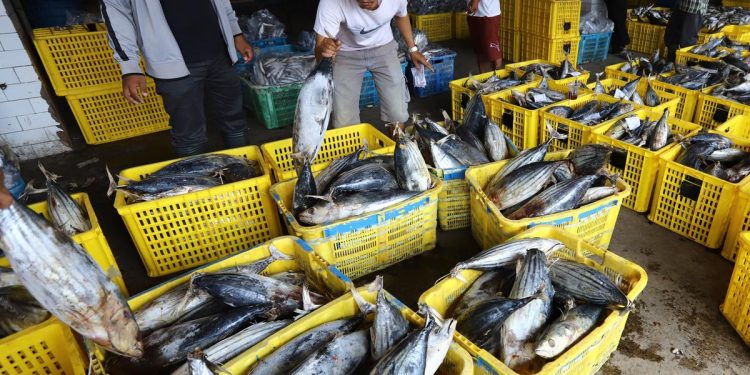 Dampak Pengendalian Pandemi, Ekspor Ikan Kembali Membaik