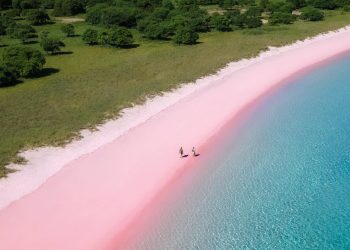 Selain Cantik, Pantai Pink Lombok Menyimpan Keindahan yang Unik