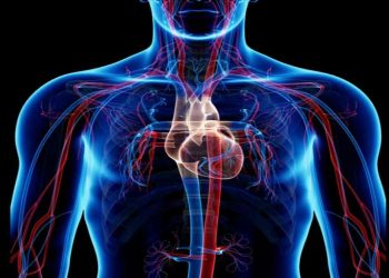 Cara Menjaga Kesehatan Organ Peradaran Darah Manusia