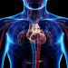 Cara Menjaga Kesehatan Organ Peradaran Darah Manusia