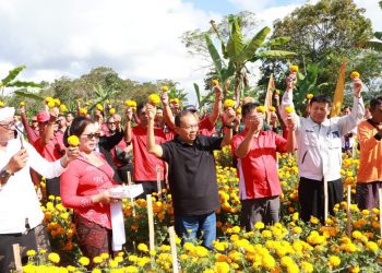 Perluas Varietas Bunga Gemitir dengan Pola Benih dan Stek
