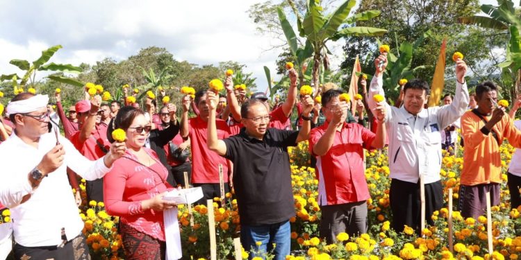 Alasan Gubernur Koster Mengembangkan Benih Bunga Gemitir