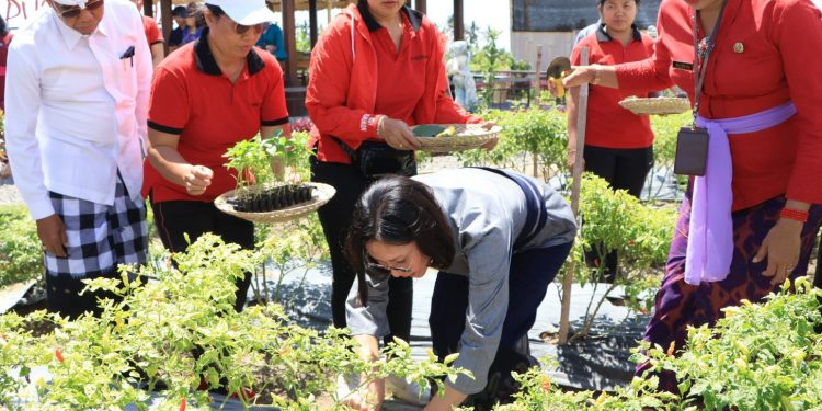 PJ. Ketua TP PKK Bali drg.Ida Mahendra Jaya Dorong Gerakan Penanaman Cabai di Pulau Bali