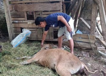 Tiga Sapi di Jembrana Mati Mendadak, Diduga Akibat Keracunan