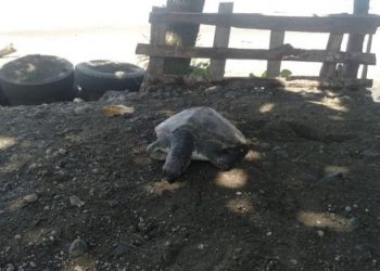 Penyu Hijau Ditemukan Mati Terdampar di Pantai Jembrana