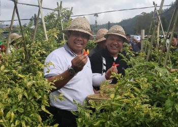 Panen Cabai dan Bawang di Desa Songan B, Pj. Gubernur Bali Ucapkan Terimakasih Kepada Para Petani