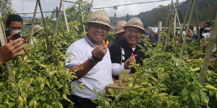 Panen Cabai dan Bawang di Desa Songan B, Pj. Gubernur Bali Ucapkan Terimakasih Kepada Para Petani