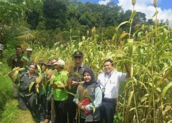 Bapanas Mendorong Warga untuk Menanam dan Mengkonsumsi Sorgum demi Menekan Impor Beras