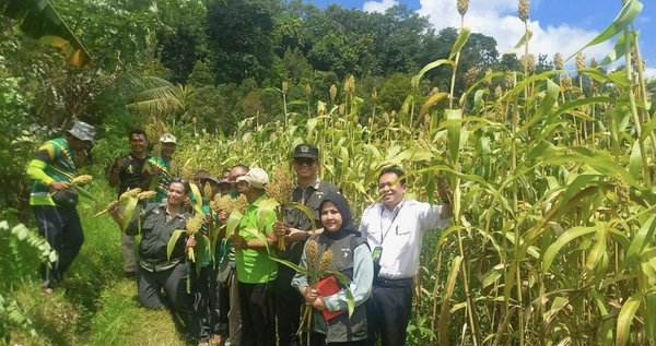 Bapanas Mendorong Warga untuk Menanam dan Mengkonsumsi Sorgum demi Menekan Impor Beras