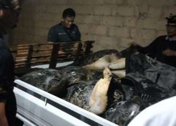 Penyelundupan 18 Penyu di Jembrana, Satu Tersangka Ditangkap